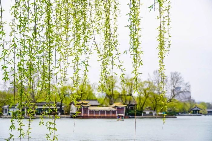 济南市发布今年首期飘絮预报