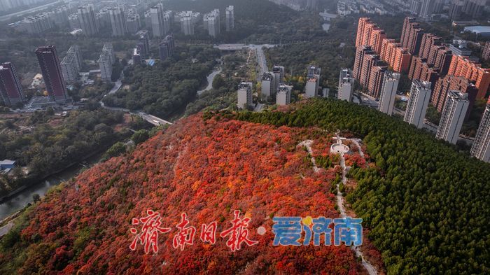 一年四季 泉在济南丨层林尽染！济南蝎子山“平分秋色”美景上线