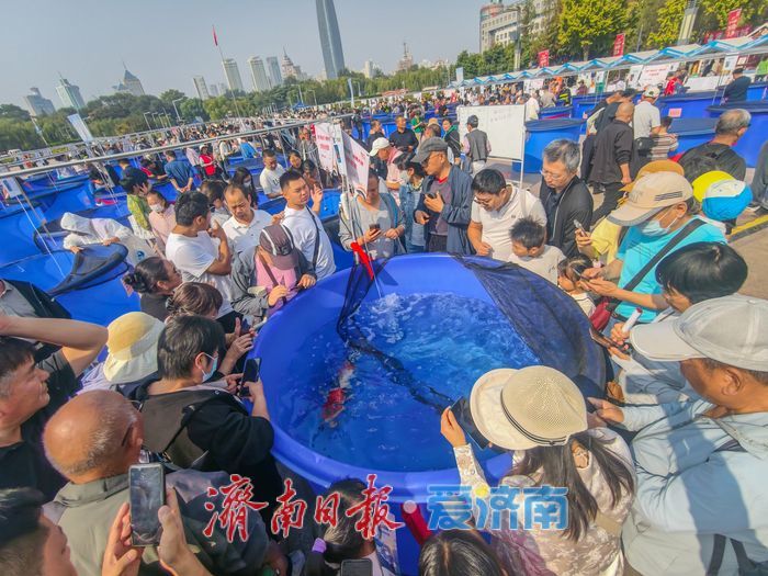 首届“好鲤山东”锦鲤大赛泉城开赛