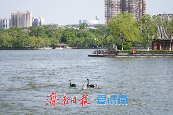 大明湖的黑天鹅宝宝，长大啦！