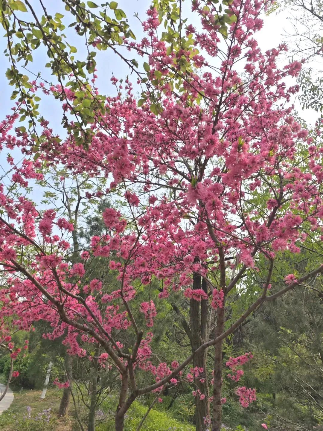 三月三，上春山！千佛山庙会攻略来了！