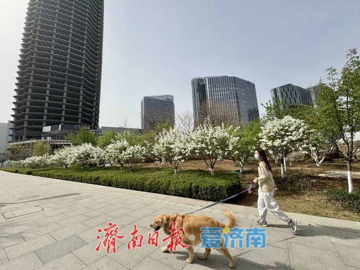 济南CBD绸带公园丁香花浪漫绽放