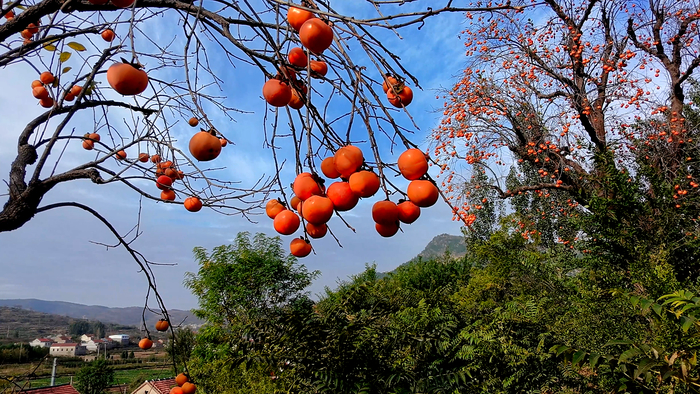 红柿如火，果实累累 点亮济南秋日画卷
