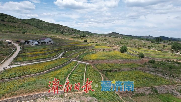 一年四季 泉在济南丨千年雄关花海盛放，古长城焕发新生机