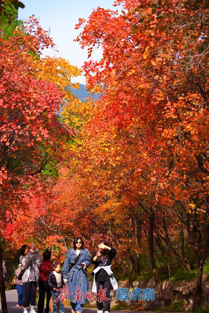 一年四季 泉在济南丨霜降点染山峦红妆 解锁济南红叶谷的高能时刻