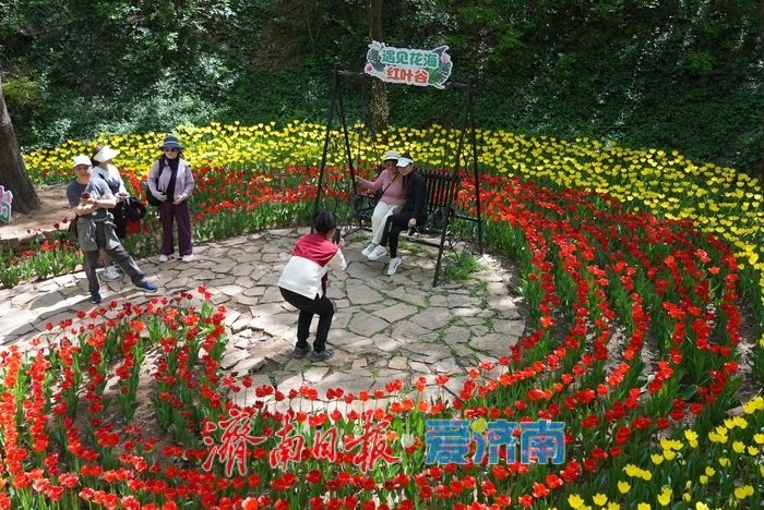 郁金香花开成海！济南红叶谷变身“莫奈花园”，春日顶流打卡地藏不住了！