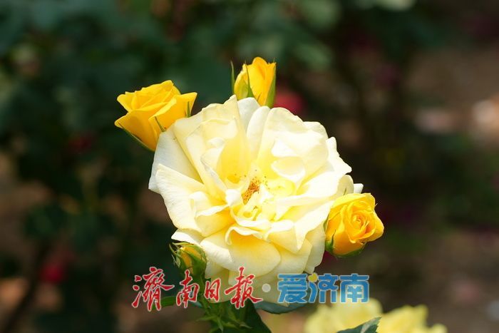 一年四季 泉在济南丨百花公园 “花中皇后” 绽放，缤纷花海引游人打卡