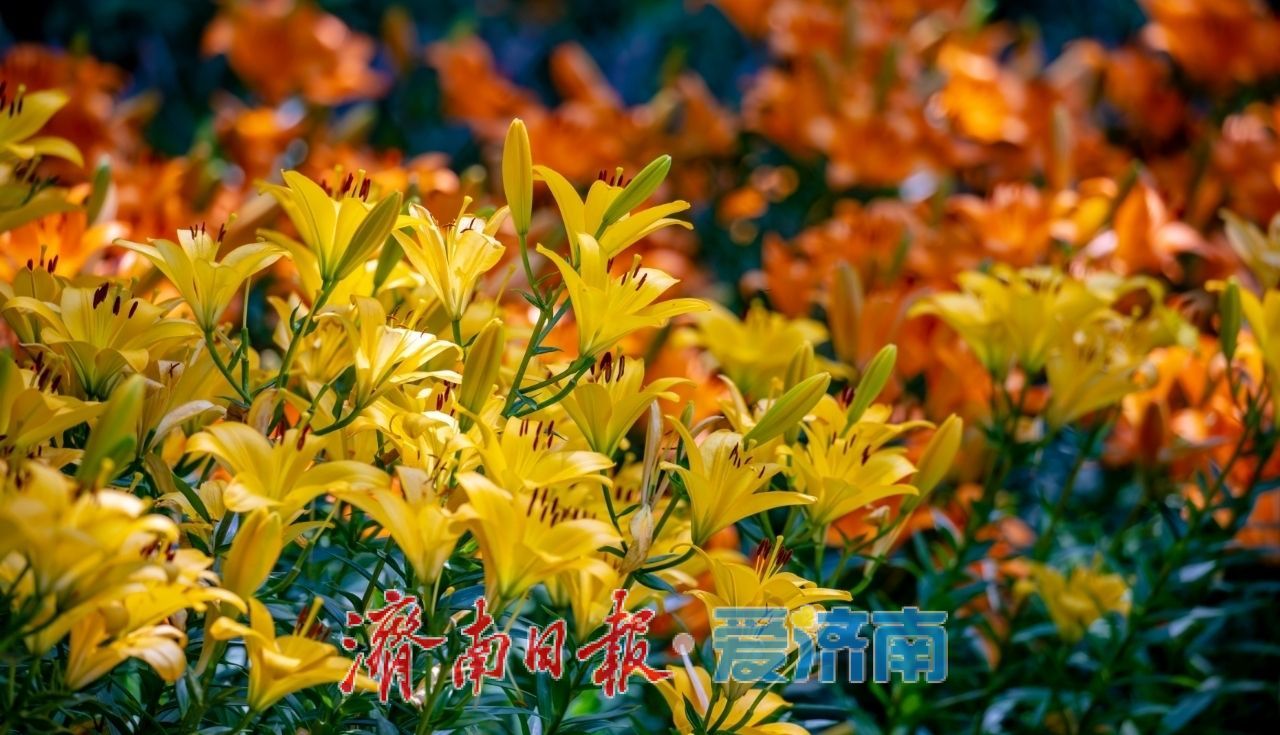 @爸爸们 父亲节当天免费游红叶谷，女性亲属还有半价优惠呦！