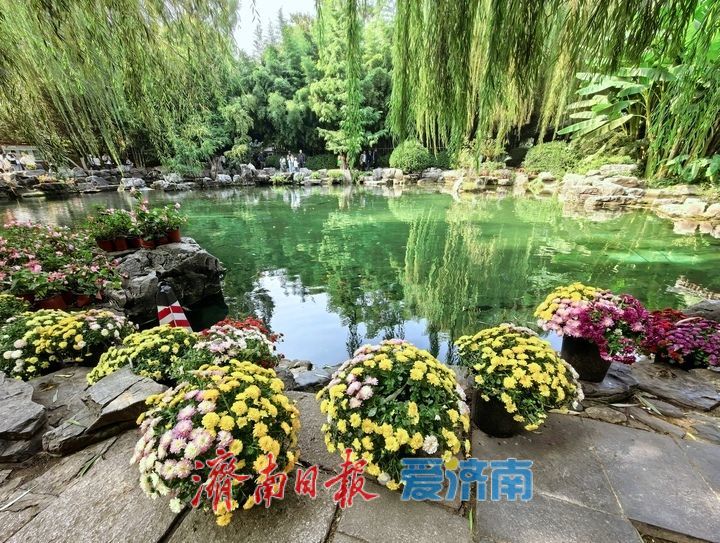 无忧泉边菊初绽，一城秋色待君来