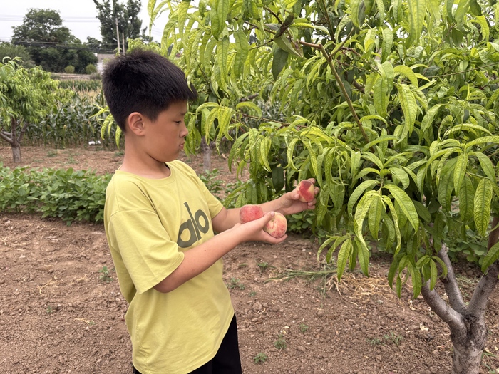 济南迎来“盛夏的果实”，蜜桃、葡萄采摘季即将开启