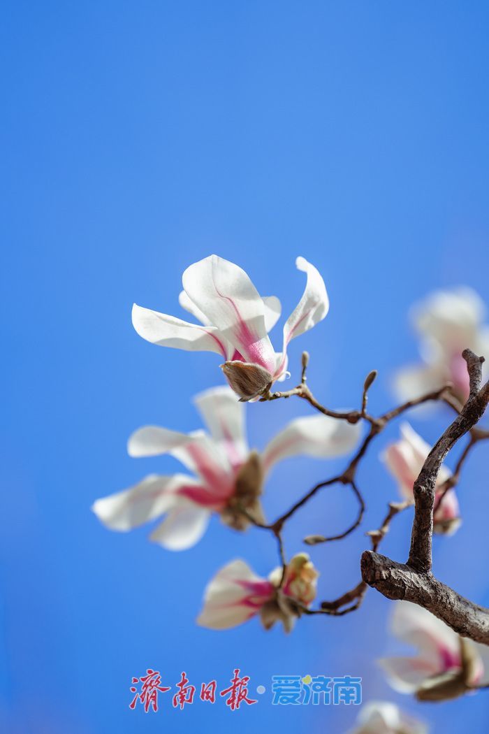 一年四季 泉在济南丨迎春花、玉兰、梅花竞相绽放，泉城公园一派春意盎然