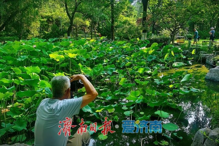 一年四季 泉在济南丨池塘荷花次第开 摄影达人竞相采风