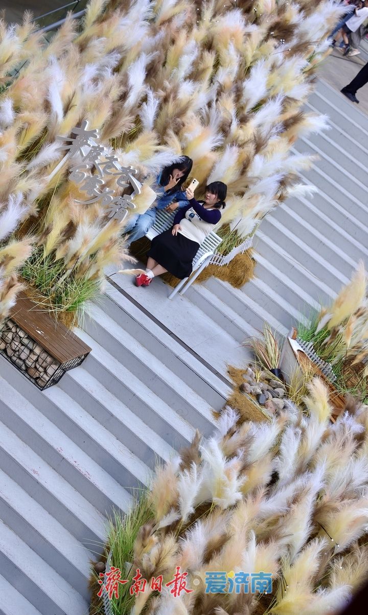 一年四季 泉在济南丨经三路老商埠芦荻花开，中秋假期“打卡”秋意