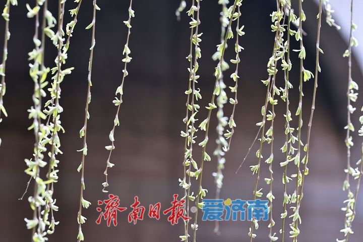 一年四季 泉在济南丨腊山河柳丝拂岸 春日美景引游人