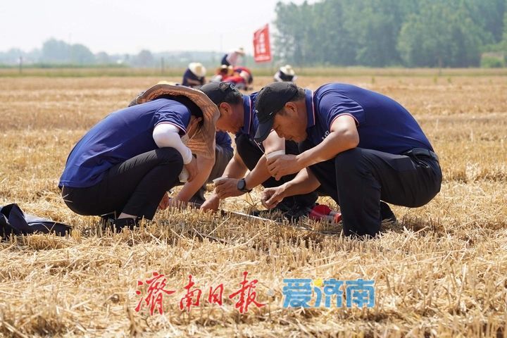 趵眼丨从一季夏收，窥见济南现代农业崛起之路
