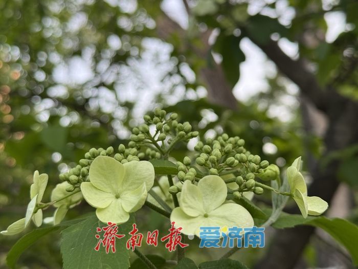 泉城公园琼花盛开 清雅春色引游人