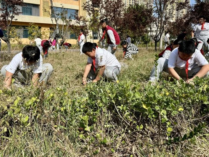 高新区景汇小学五级部开展拔草实践活动