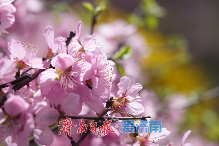 奥体东路变身“花海大道”