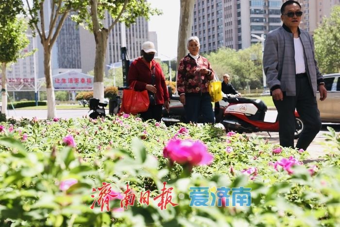 一年四季 泉在济南丨春雨润泉城 首批玫瑰绽放添浪漫