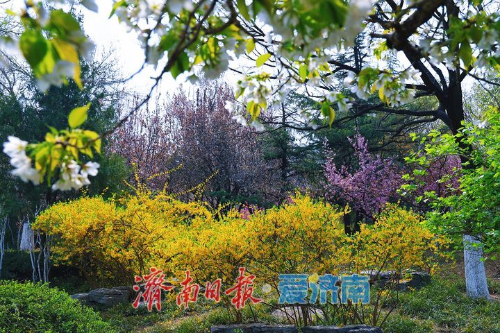 一年四季 泉在济南丨街头繁花盛放 尽赏春日好风光