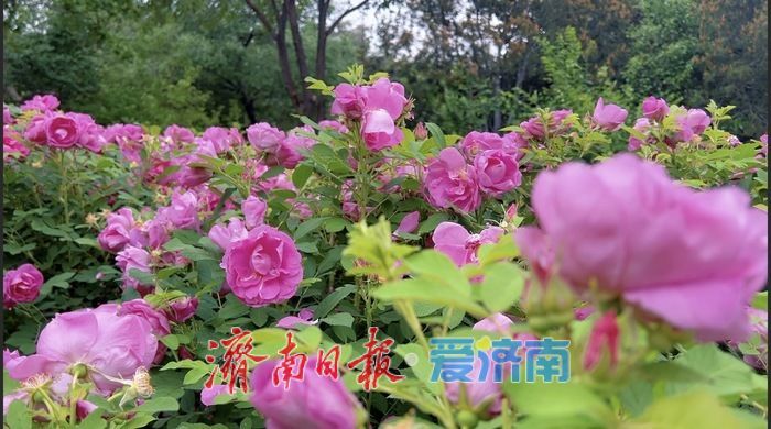 千佛山景区长者学堂北侧玫瑰盛放