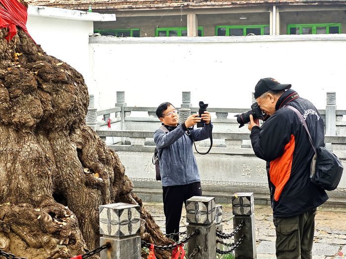 “守护百年古树 定格美丽乡愁” 济南古树乡村采风纪实