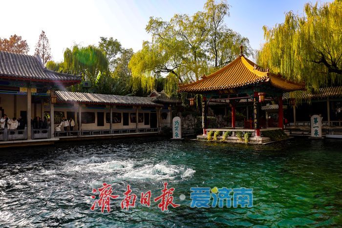 一年四季 泉在济南丨菊韵映泉 趵突泉初冬景致引客来