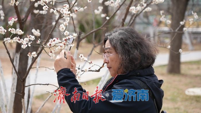 济南泉城公园“梅杏争春”醉游人
