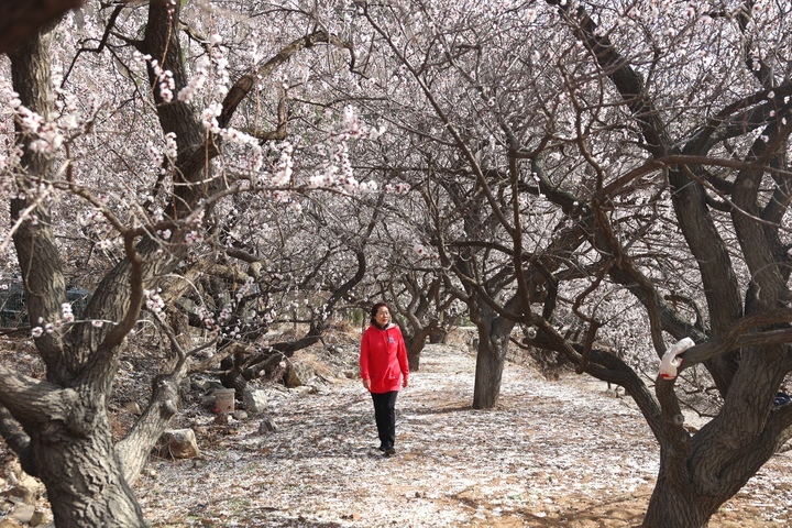 春有约 花不误，这里的杏花漫山盛开引客来！