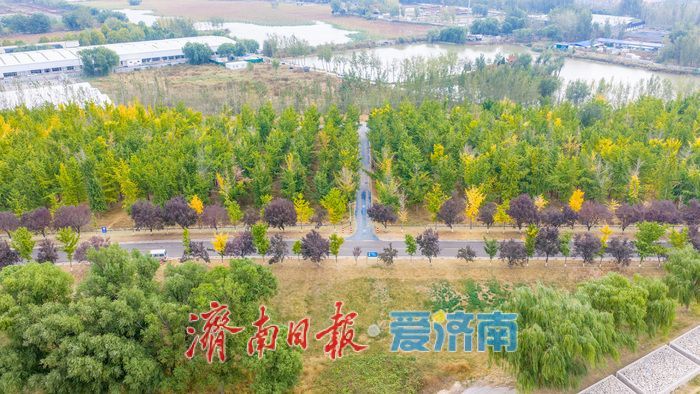 黄河岸秋意渐浓！济南沿黄九美银杏林悄然转黄 半月后迎盛景