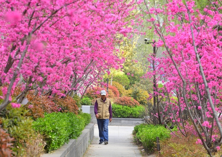 春色美如画，济南百年工商河开启“美颜”模式