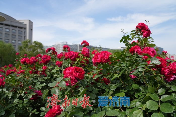 一年四季 泉在济南｜护城河畔月季绚烂绽放