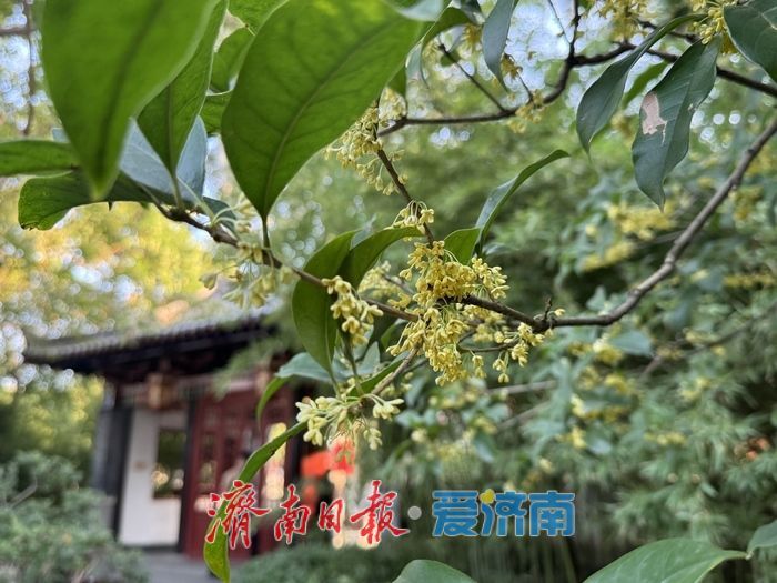 一年四季 泉在济南 