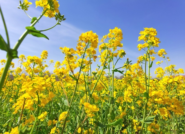 仲春时节满眼金，油菜花开遍地黄 