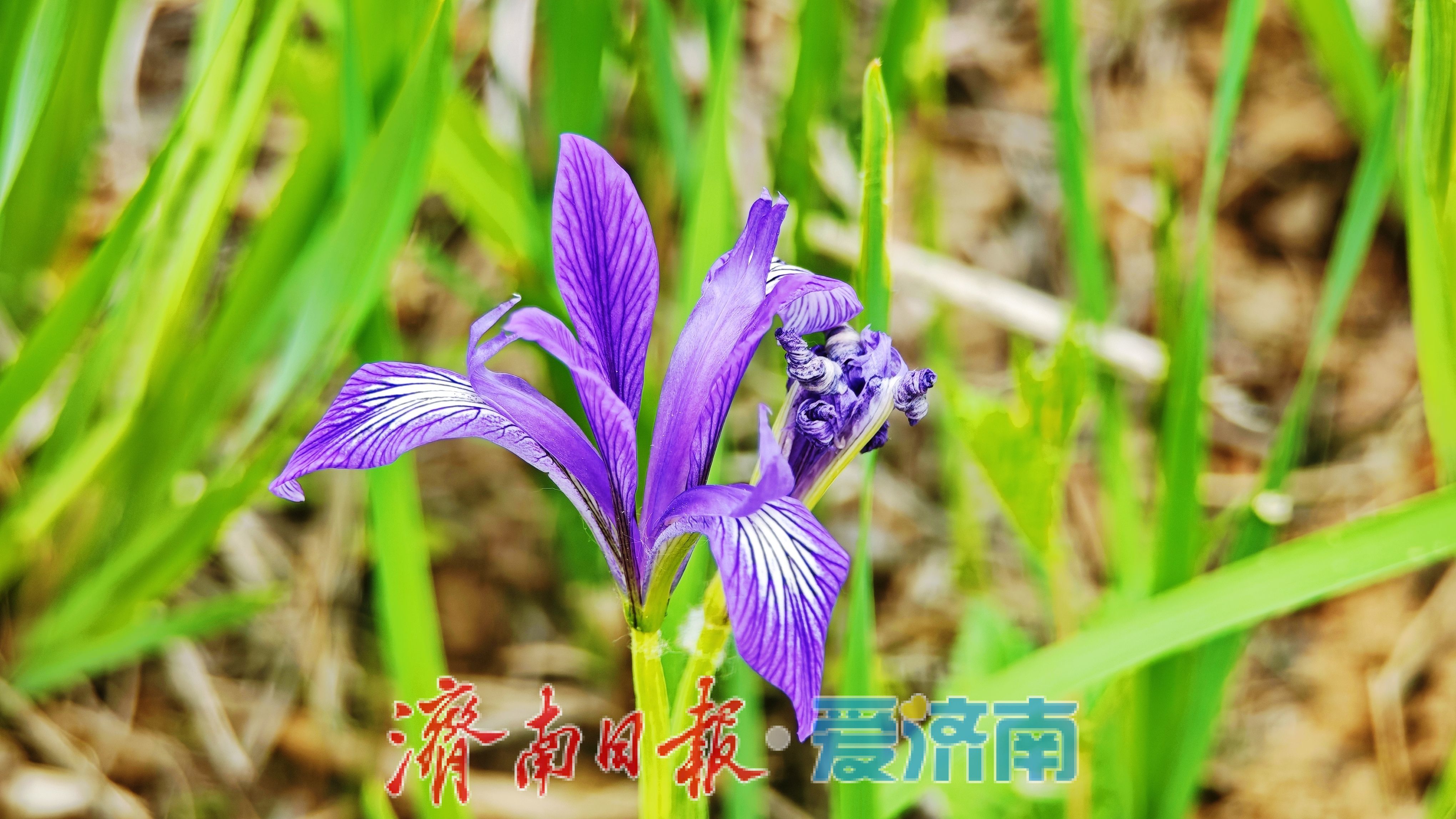 济南腊山河公园马蔺盛放 紫色花海扮靓春日滨水廊道