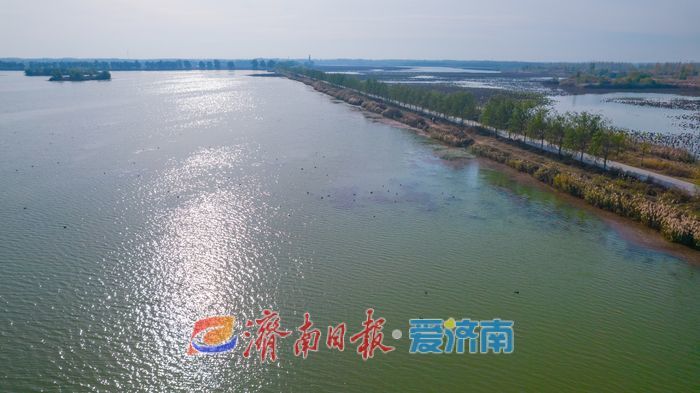 罕见！章丘白云湖首次迎来白化白骨顶