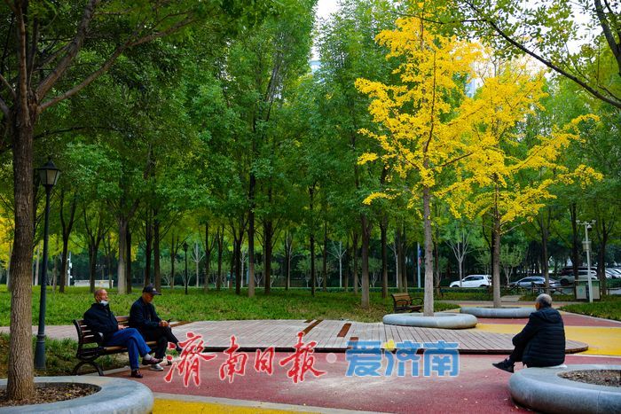 一年四季 泉在济南丨济南世纪大道银杏迎最佳观赏期 “黄金长廊”引客驻足