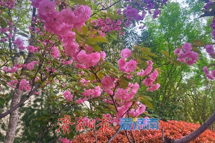 一年四季 泉在济南丨街头花开艳 春日美景入画来