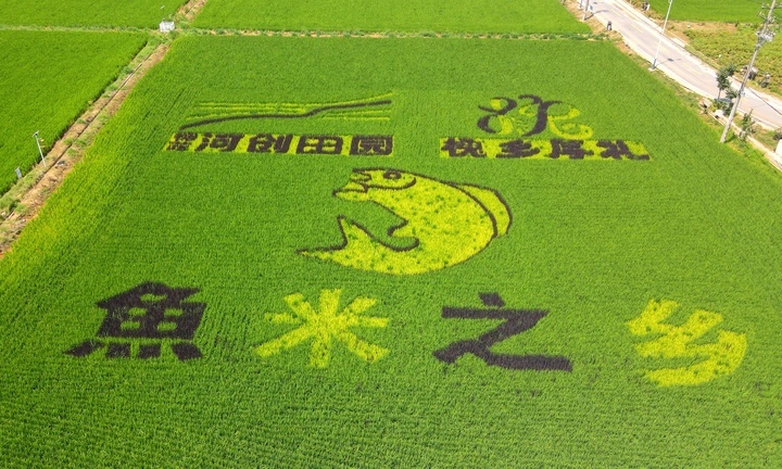 “稻田画”扮靓初秋泉城乡村