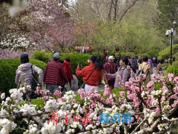 一年四季 泉在济南丨百花公园碧桃盛开