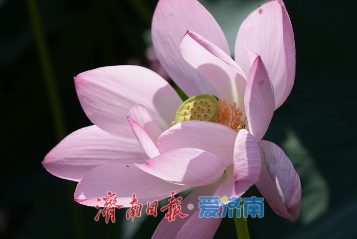 一年四季 泉在济南丨“小江南”荷风送香 夏日赏荷正当时