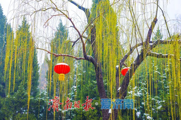 雪落泉城春意闹 新年盛景入画来