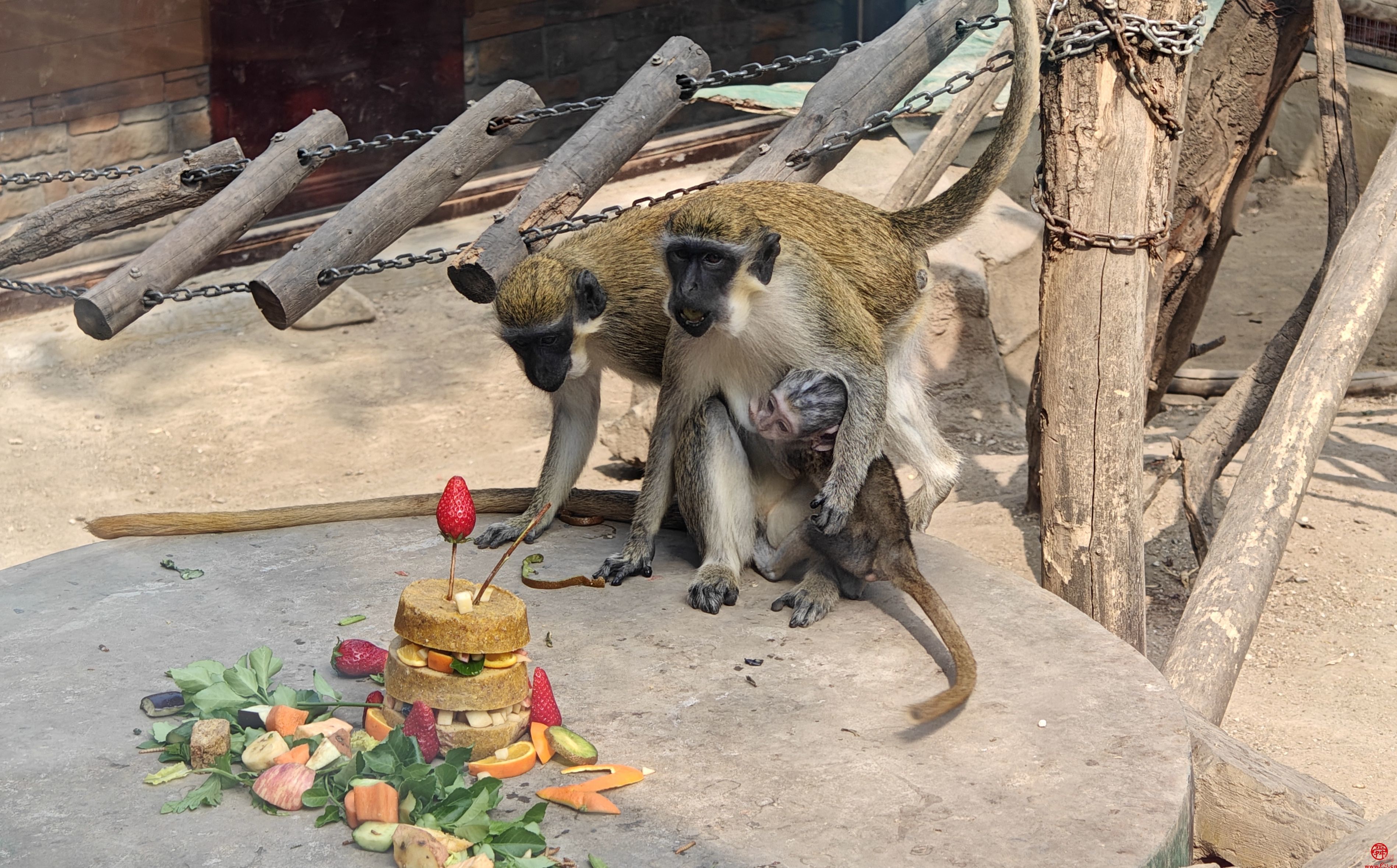 “今天不吹牛了，吹个蜡烛” —济南动物园为绿猴举办生日会