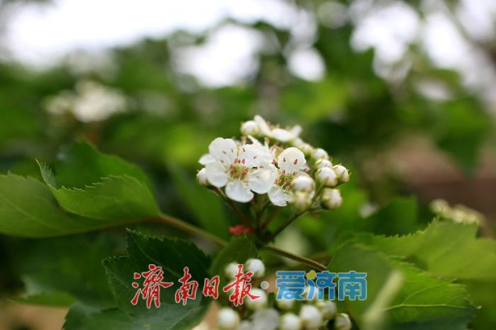 春日暖阳，带你奔赴浪漫花约，济南市特色林果赏花攻略来啦→