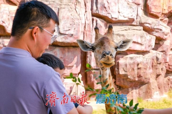 济野中秋，动物团圆！济南野生动物世界中秋动物丰容欢乐上线
