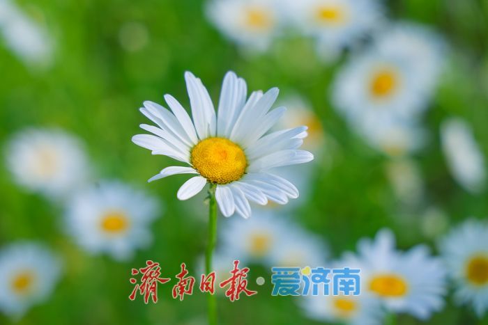 华山湖公园大滨菊盛放 解锁初夏限定浪漫