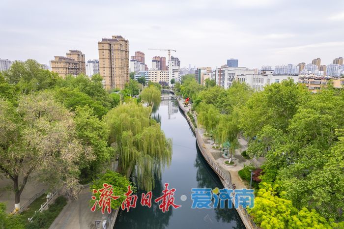 暮春细雨润泉城，工商河畔柳含烟