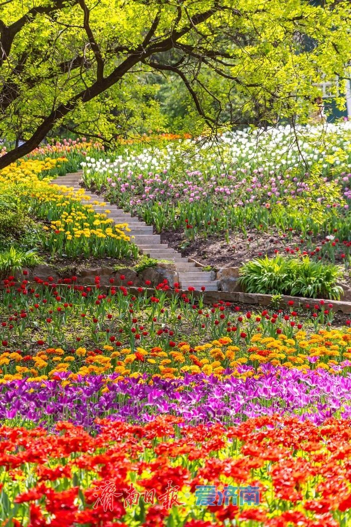 一年四季 泉在济南丨红叶谷百万郁金香盛放，点亮泉城春日盛景