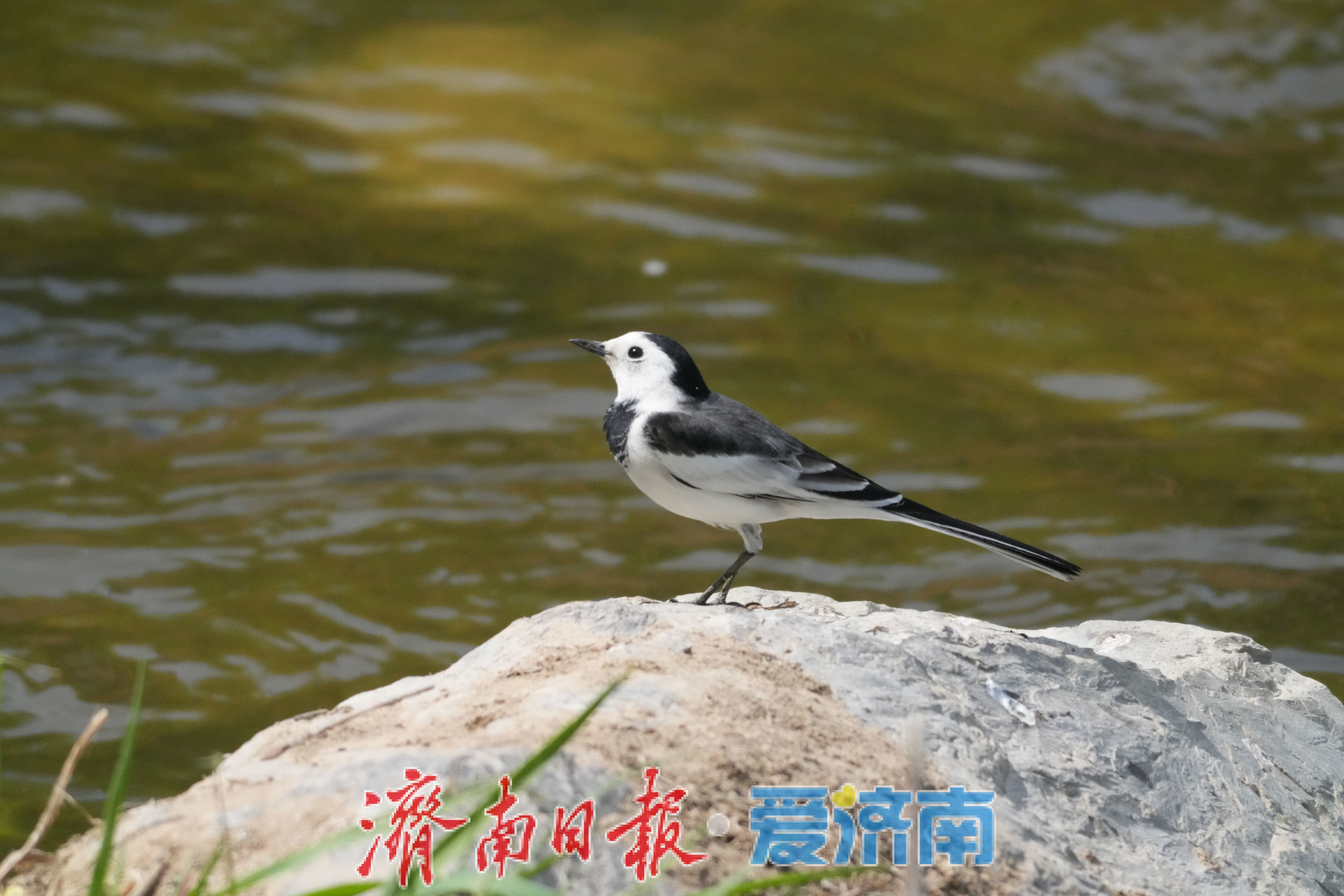 生物多样性：你见过“白面鸟”吗？