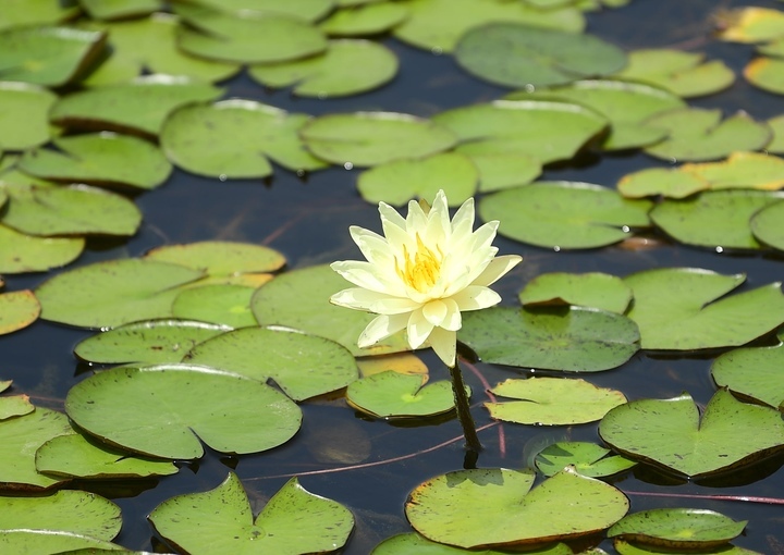 夏日休闲好去处，打卡最美华山湖